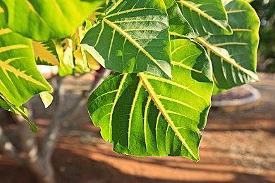 NS游戏《FREDERICA（芙蕾德利卡）》试玩版发布，可完整体验游戏开篇部分